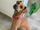 Adoption disponible : chien âgé de 2 ans