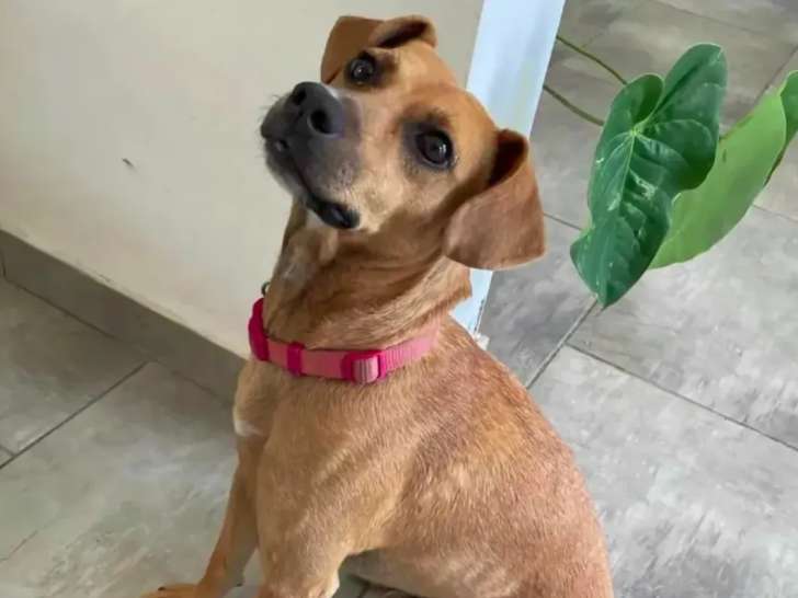 Adoption disponible : chien âgé de 2 ans