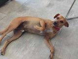 Adoption disponible : chien âgé de 2 ans