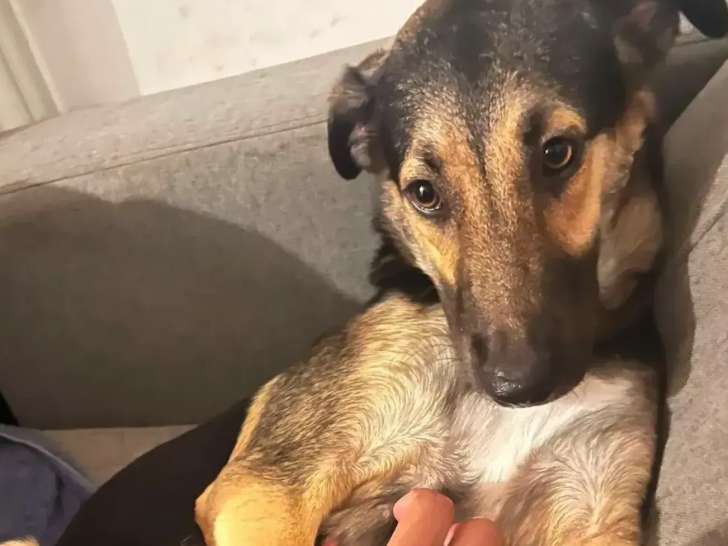 Chienne âgée d'un an à la recherche d'une famille