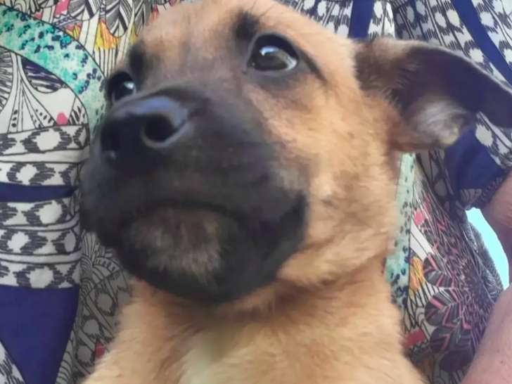 Prêt pour l’adoption, chiot femelle fauve
