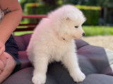 Chiots Samoyède à adopter