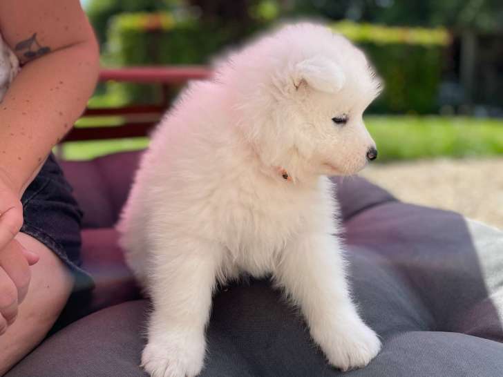 Chiots Samoyède à adopter
