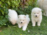 Chiots Samoyède à adopter