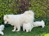 Chiots Samoyède à adopter