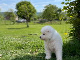 Chiots Samoyède à adopter