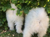 Chiots Samoyède à adopter