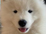 Chiots Samoyède à adopter