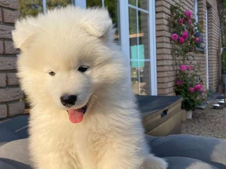 Chiots Samoyède à adopter