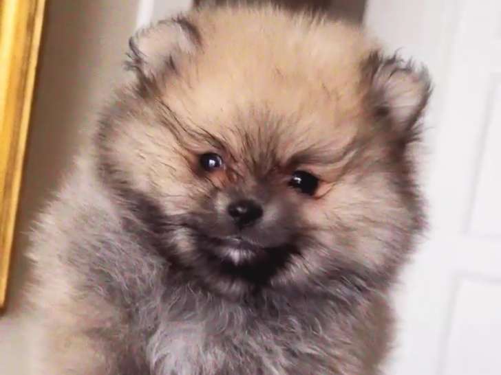 Magnifiques chiots Loulou de Poméranie à vendre