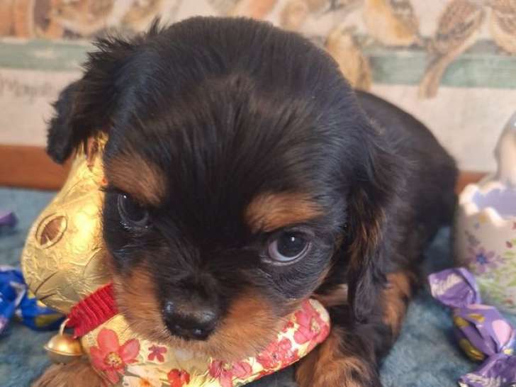 Chiots Cavalier King Charles LOF à réserver