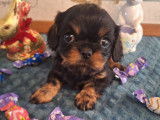 Chiots Cavalier King Charles LOF à réserver