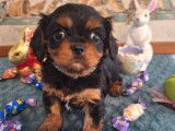 Chiots Cavalier King Charles LOF à réserver