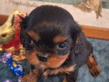 Chiots Cavalier King Charles LOF à réserver