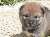 À réserver : 4 chiots Shiba Inu (LOF)