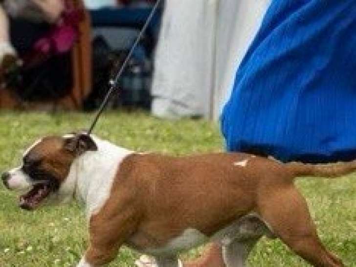 Disponible pour saillie Staffordshire Bull Terrier Mâle LOF