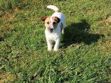 Mâle Jack Russell disponible pour saillie