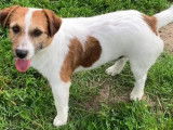 Mâle Jack Russell disponible pour saillie