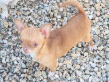 Chien Chihuahua femelle disponible à la vente