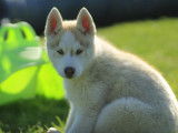 Chiot mâle Husky Sibérien LOF à réserver