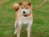 Chienne Shiba Inu LOF disponible à la réservation