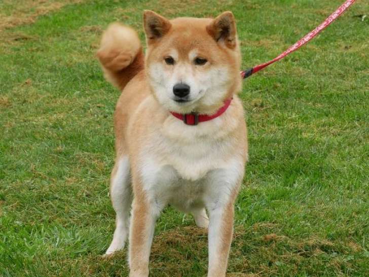 Chienne Shiba Inu LOF disponible à la réservation