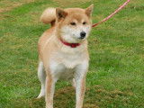 Chienne Shiba Inu LOF disponible à la réservation