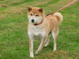 Chienne Shiba Inu LOF disponible à la réservation