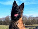 Chienne adulte Berger Belge Tervueren disponible à l’achat (LOF)