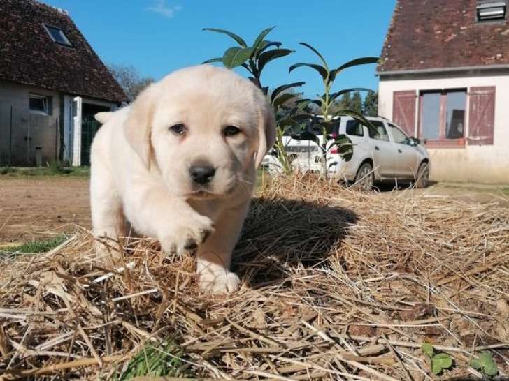 À réserver un chiot femelle Labrador Retriever LOF sable