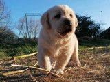À réserver un chiot femelle Labrador Retriever LOF sable