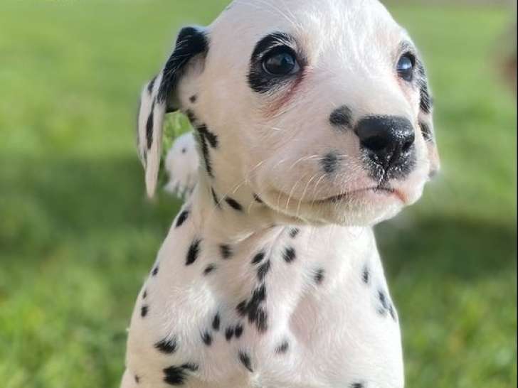 Des chiots Dalmatiens LOF à réserver