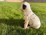 Des chiots Dalmatiens LOF à réserver