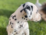 Des chiots Dalmatiens LOF à réserver