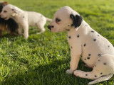 Des chiots Dalmatiens LOF à réserver