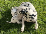 Des chiots Dalmatiens LOF à réserver