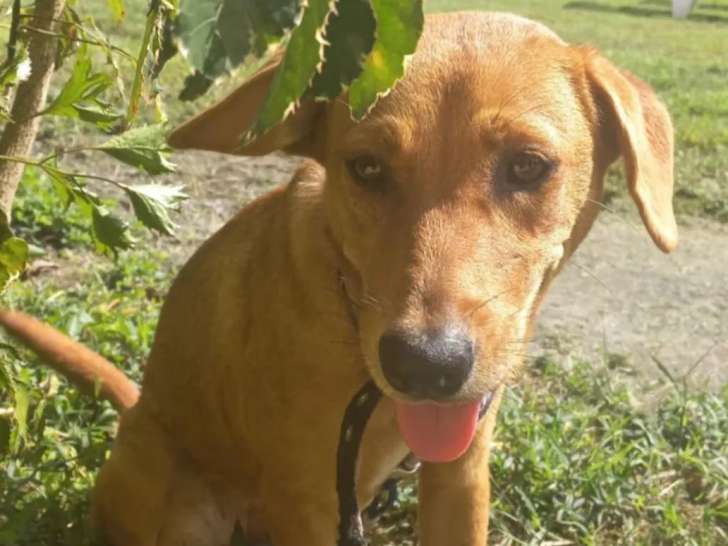 À adopter : chienne d'un an