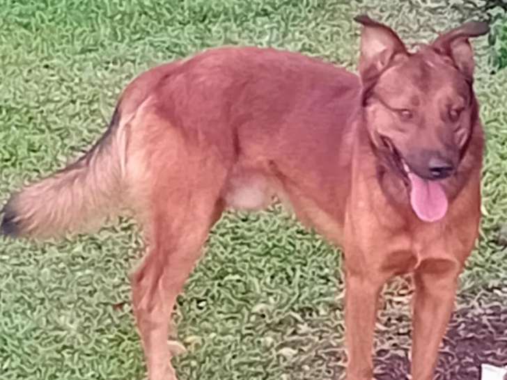 Disponible à l’adoption : chien au pelage caramel