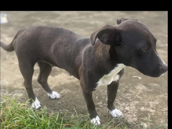 Prête pour l’adoption : chienne noire et blanche
