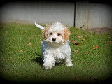 Chiots Maltipoo à vendre