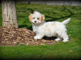 Chiots Maltipoo à vendre