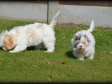 Chiots Maltipoo à vendre