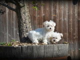 Chiots femelles Bichon Maltais nains à vendre
