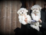 Chiots femelles Bichon Maltais nains à vendre