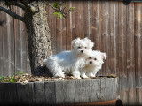 Chiots femelles Bichon Maltais nains à vendre