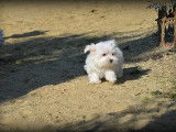 Chiots femelles Bichon Maltais nains à vendre