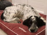 En attente d’adoption, chien Setter Anglais d’un an