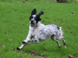 En attente d’adoption, chien Setter Anglais d’un an
