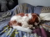 Mâle Cavalier King Charles LOF de 1 an disponible pour saillie