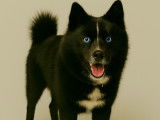 Superbe mâle Pomsky F3 aux yeux bleus pour saillie